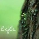 LifeTree